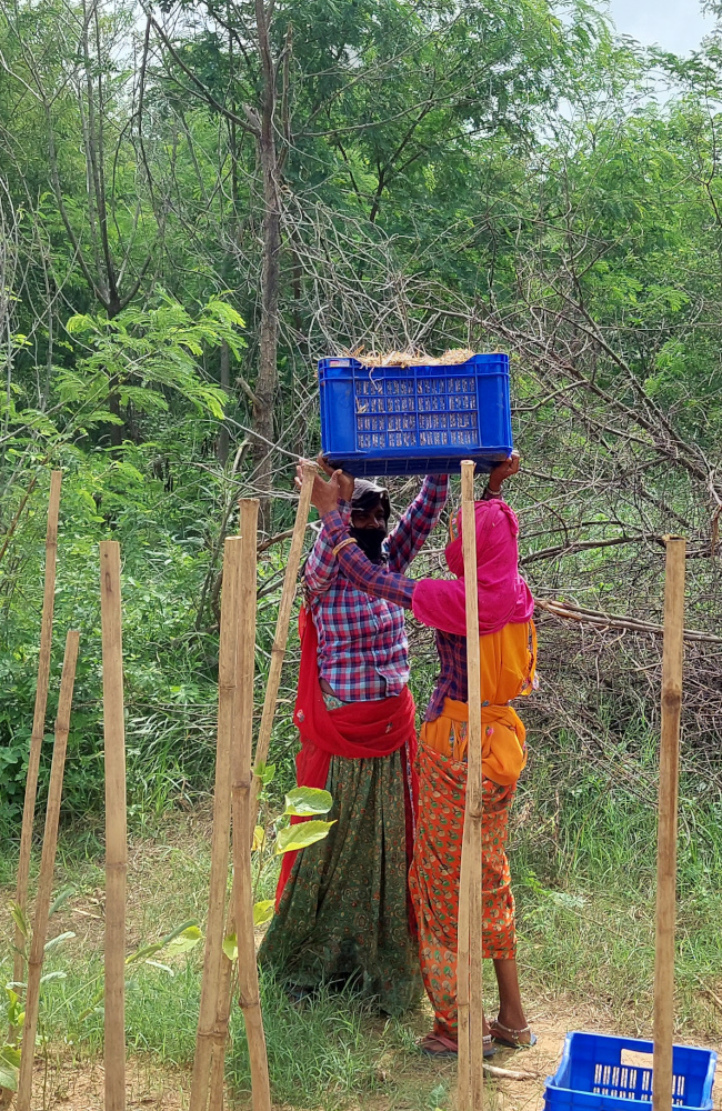 Women Mulching